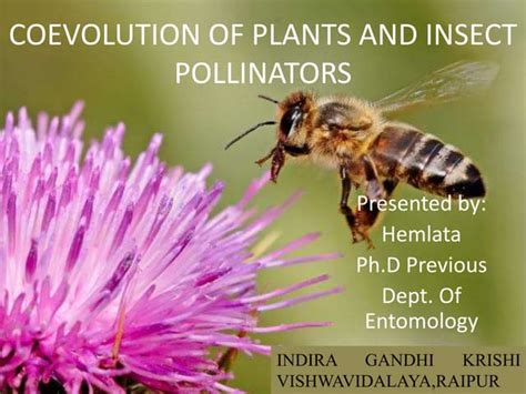 COEVOLUTION OF PLANT AND INSECT POLLINATORS | PPT