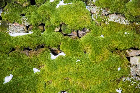 Moss Free Stock Photo - Public Domain Pictures