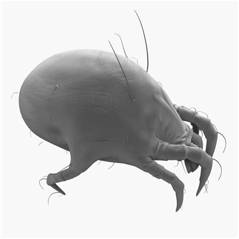 Mite 3D Models download - Free3D