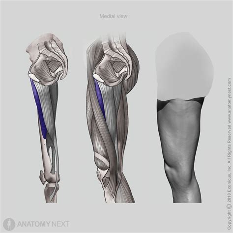 Adductor longus | Encyclopedia | Anatomy.app | Learn anatomy | 3D models, articles, and quizzes