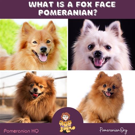 All About the Fox-Face Pomeranian Dog