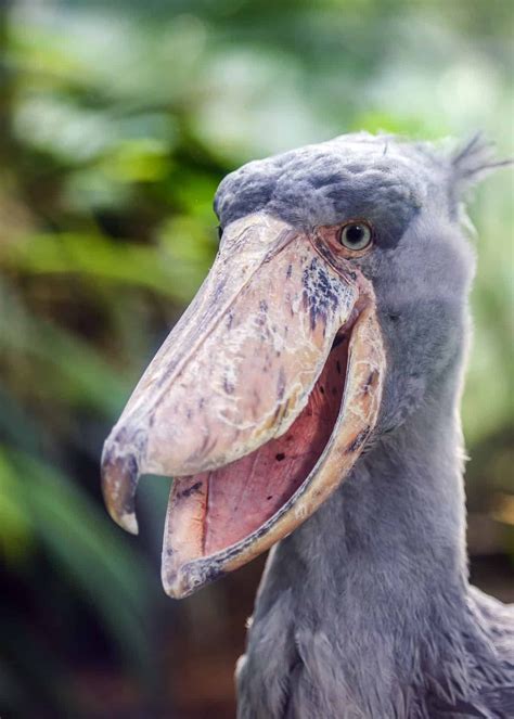 17 of the Weirdest Birds in the World (Photos, Facts, Videos...) | JustBirding.com | Shoebill ...