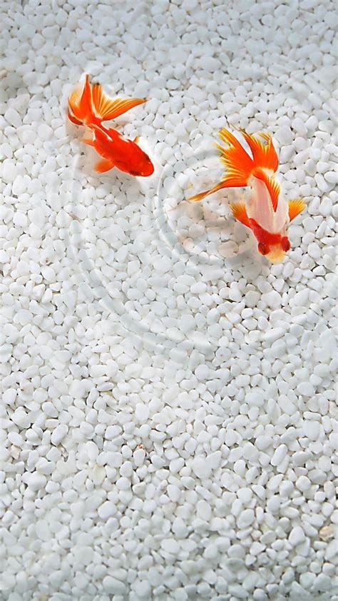 Cute Fish Wallpapers - Top Free Cute Fish Backgrounds - WallpaperAccess