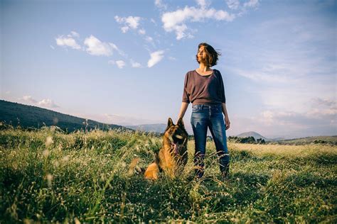 Easy German Shepherd Training Guide for Perfect Obedience - Shepherd Sense