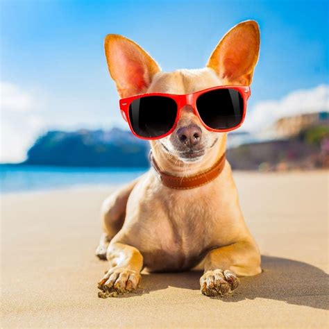 Dog Days of Summer - Top 12 Dog Breeds for Tropical Weather