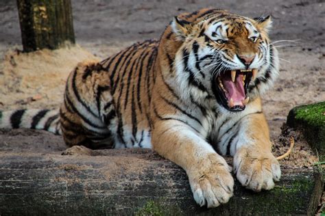 Free Images : animal, wildlife, zoo, predator, fauna, whiskers, roar, tiger, vertebrate, tooth ...