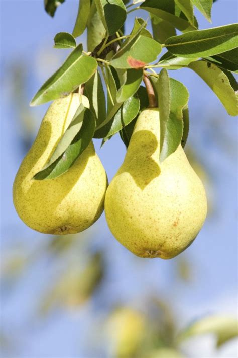 Caring for a Pear Tree | ThriftyFun