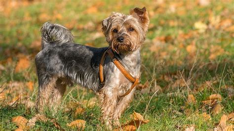 Cairn Terrier Mix Breed Dogs – Do You Know All the Hybrids? Terrier Mix ...