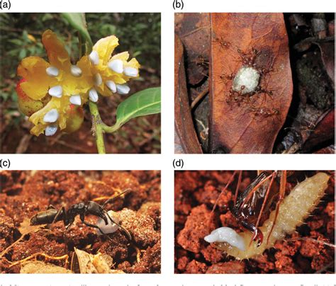 Figure 1 from Secondary seed dispersal by ants in Neotropical cerrado savanna: species‐specific ...