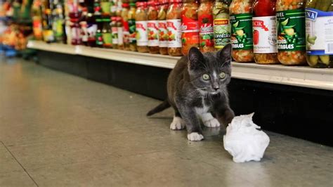 Bodega Cats In Their Own Words: Carmel of Ridgewood, Queens - WNYC