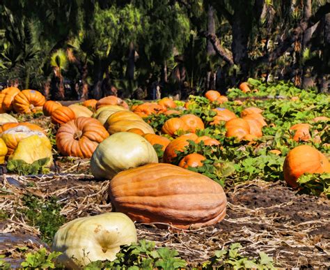 Pumpkin Patch Free Stock Photo - Public Domain Pictures