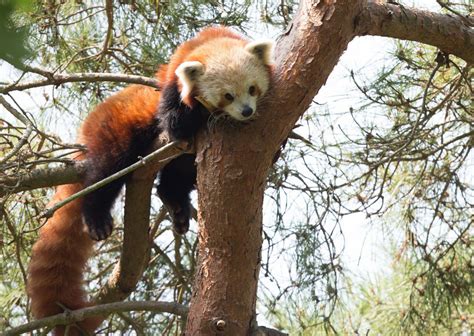 Skip The Line: Daily Admission At Woodland Park Zoo Ticket, 43% OFF