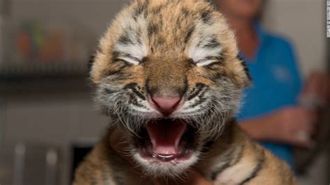 The cutest baby animals at U.S. zoos - CNN