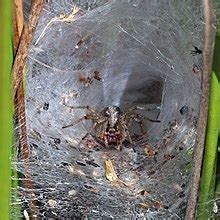 Funnel-web spider - Wikipedia