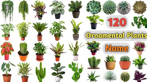 Ornamental Plants Vocabulary ll 120 Ornamental Plants Name In English ...