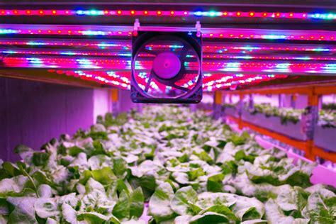 Future of LED Grow Lights in Greenhouse Farming by californialightworks ...