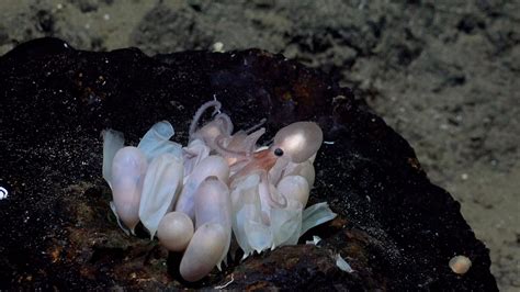 New octopus species discovered: 4 new species of deep-sea octopus discovered by rock called El ...