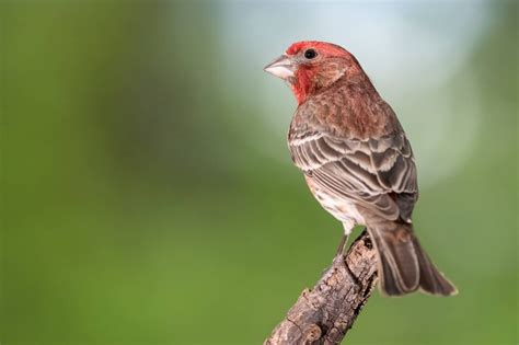 Birds In Nevada: 30 Species To Watch For In The Silver State