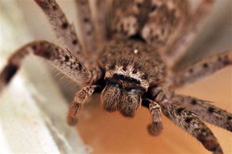 Facts About The Huntsman Spiders - Everything Spiders