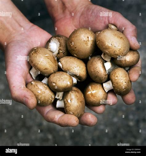 Harvested edible cave mushrooms / champignons held in hand Stock Photo - Alamy