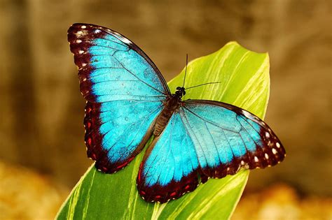 blue morpho butterfly | El Space–The Blog of L. Marie