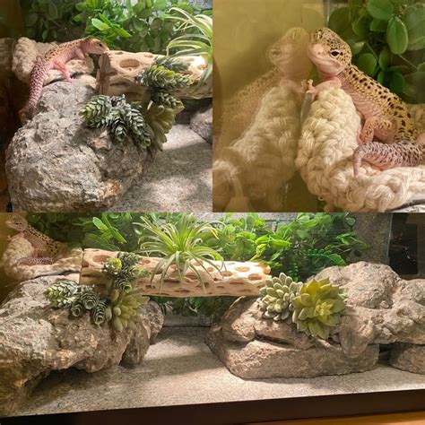 My leopard gecko really likes to utilize all the space around his ...