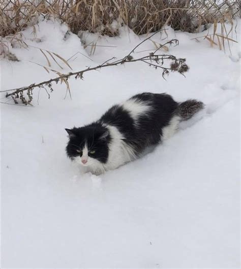 Cat Found in Snow is So Happy To be Saved She Can't Stop Thanking Her Rescuers | Cats, Here ...