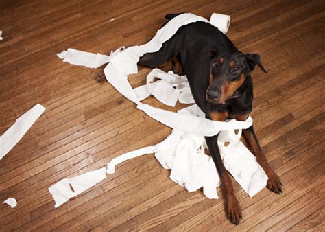 10 Of The Most Common Fears And Phobias In Dogs