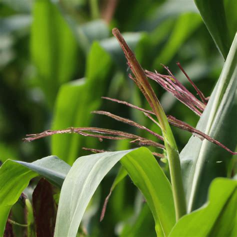 How to Propagate Corn Plant - AllotInABox