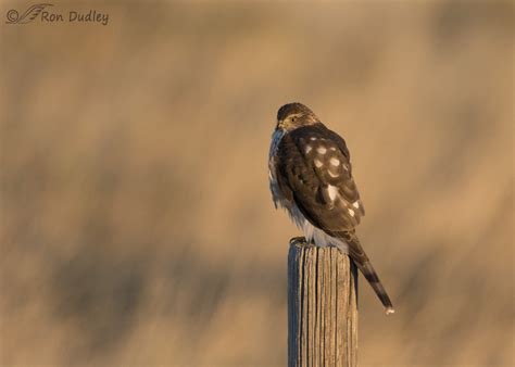 Sharp-shinned Hawk – An Innovative And Effective Hunting Technique « Feathered Photography