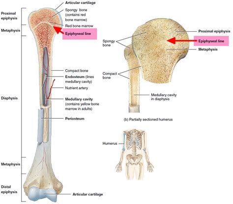 Growth Plate Fracture - Causes, Types, Symptoms,Treatment