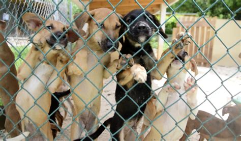 Bahamas HumanE Society struggling with overcrowding – Eye Witness News