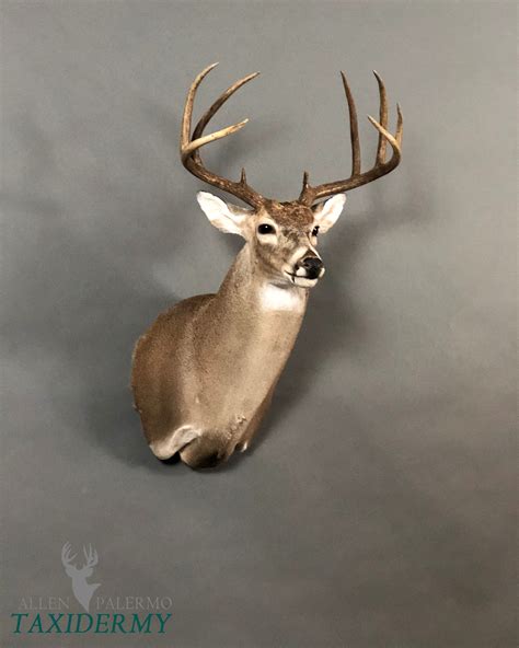 POSES — Allen Palermo Taxidermy