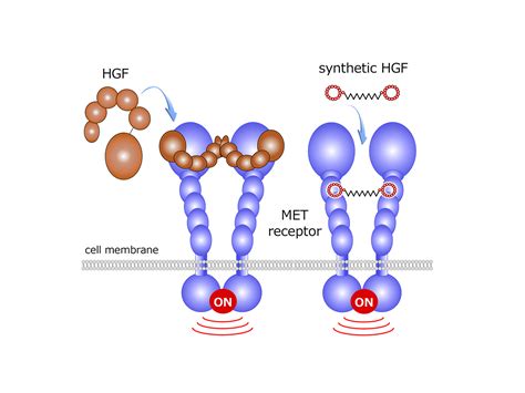 BioScience: Connecting Growth Factors and Cyclic Peptides