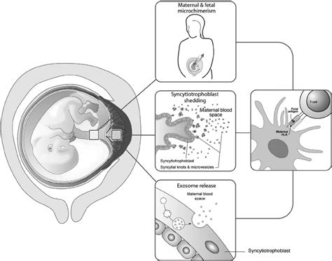 3 Microchimerism and exchange of fetal–maternal material across the... | Download Scientific Diagram