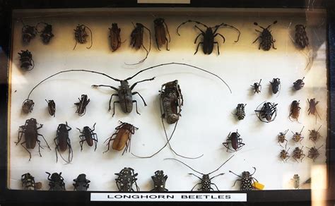 Insectarium, Philadelphia, PA | Arthur Taussig