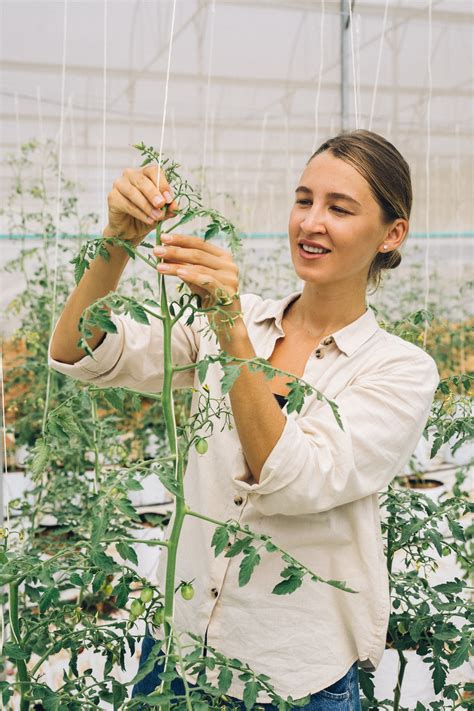 Tomato Farms Photos, Download The BEST Free Tomato Farms Stock Photos & HD Images