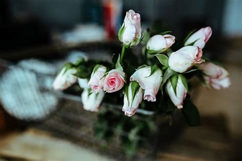 flowers, metal basket, Pink, metal, basket, rose, nature, flower | Piqsels