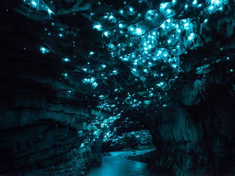 Why New Zealand has glowing luminosity caves: glow worm photos - Business Insider