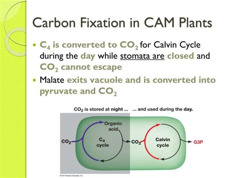 PPT - Adaptations to Photosynthesis: C4 and CAM Plants PowerPoint Presentation - ID:2028676