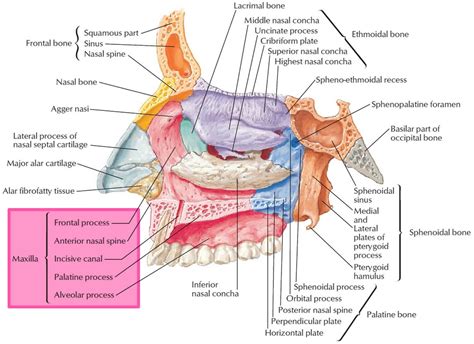 Maxilla bone, maxilla anatomy & maxilla function