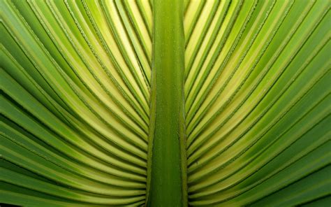 🔥 [46+] Palm Leaf Wallpapers | WallpaperSafari