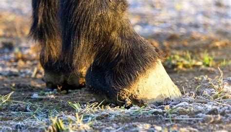 List of Animals With Hooves (12 Examples + Hoof Type)