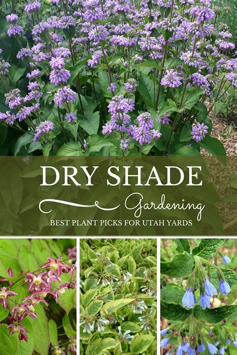 dry-shade-gardening