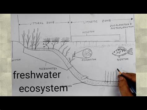 Freshwater Ecosystem Diagram