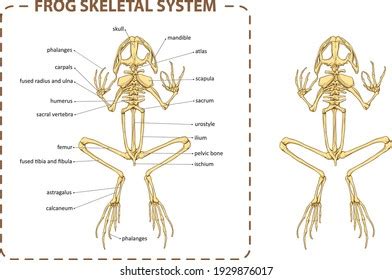 Frog Anatomy Stock Photos - 1,295 Images | Shutterstock