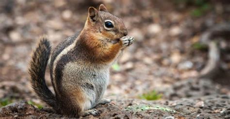 Chipmunk Droppings: How To Tell If You’re Looking At Chipmunk Poop ...