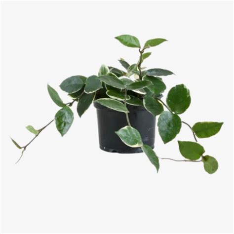 Hoya Krimson Princess | Hala Plants | UAE Biggest Online Retailer of Plants