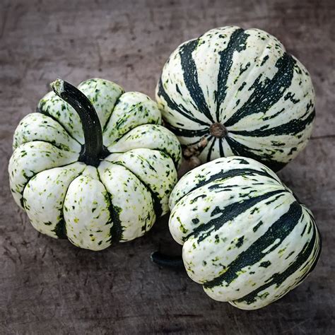 Sweet Dumpling Squash Seeds | Baker Creek Seeds