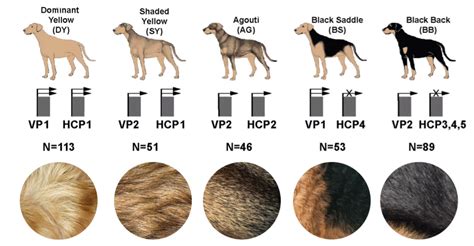 Genetic elements controlling fur color reveal a connection between dogs ...